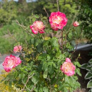 Meet your Posher, Stace